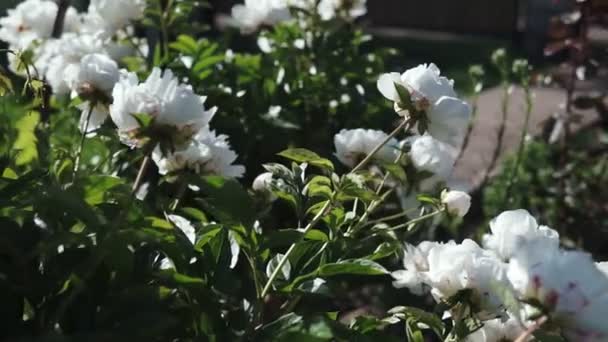 Cespuglio Fiorito Con Grandi Fiori Peonia Bianchi Che Sparano Tempo — Video Stock