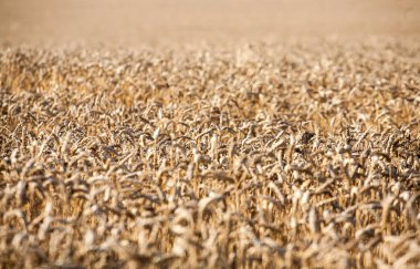 Sarı buğday alan kulakları olgunlaşma, zemin