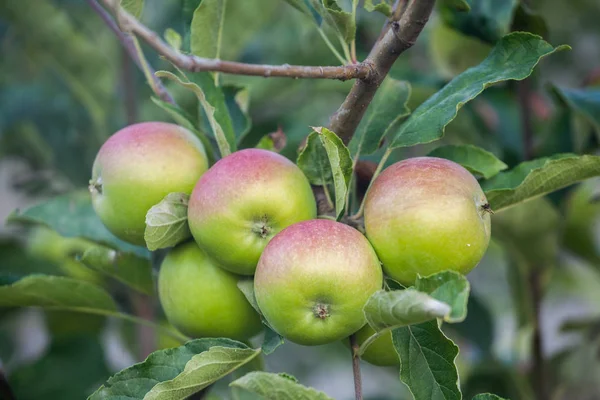 Manzanas verdes en huerta — Foto de Stock