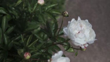 Yaz aylarında bulutlu havalarda çekim beyaz büyük şakayık çiçekleri ile çiçek açan bir çalı.