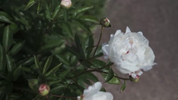 Buisson Fleuri Avec Grandes Fleurs Pivoine Blanches Tirant Par Temps — Video