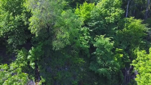 Volando Sobre Bosque Una Pequeña Cascada — Vídeo de stock