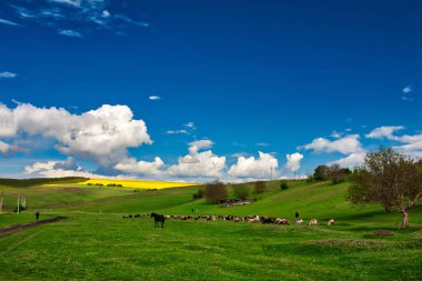 çok güzel yeşil çayır koyun