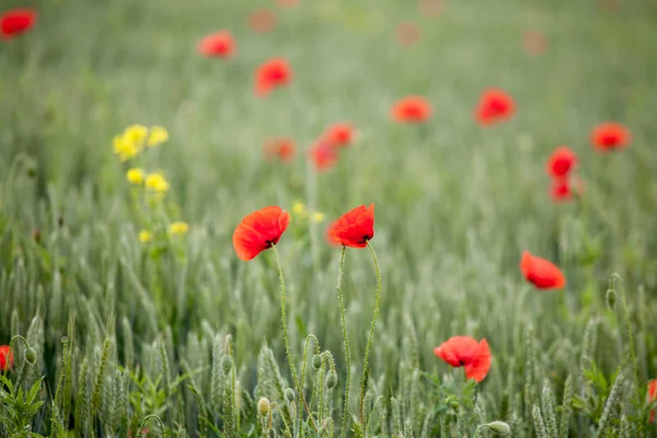 Poppiees vermelhos no campo de trigo amarelo . — Fotografia de Stock