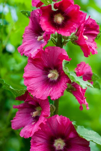 Bella grande Althea arbusto fiorito al sole. Queste bellissime fioriture sono conosciute anche come Rose di Sharon e fanno parte della famiglia degli ibisco. — Foto Stock