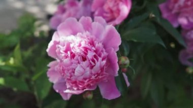 Yaz aylarında bulutlu havalarda çekim pembe büyük şakayık çiçekleri ile çiçek açan bir çalı.