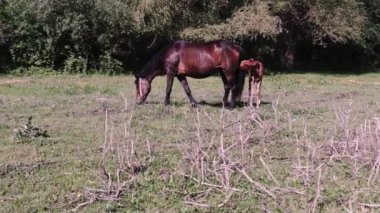 Bir at sürüsi ve bir ormandaki bir tay otlağı..