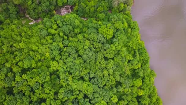 川の自然 川のほとりの緑の植生 緑の葦と木々 川のベッドはドローンからのトップビューです — ストック動画