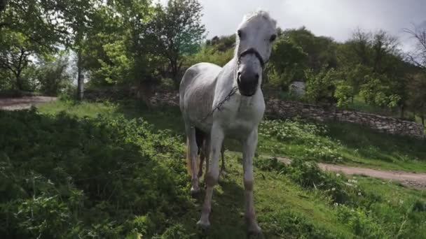 一群马和一只小马在森林中吃草 在阳光照亮的空地上 — 图库视频影像