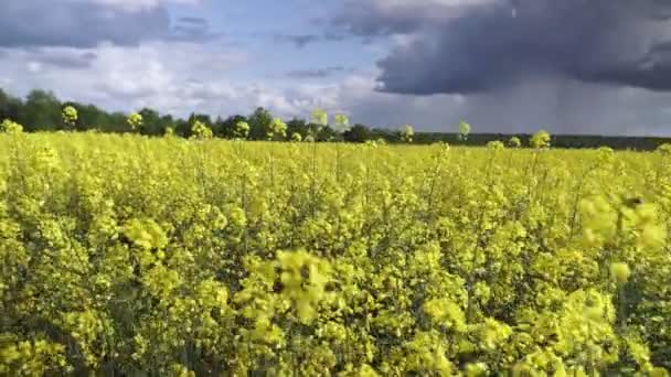 Champ de canola en fleurs. Viol sur le terrain en été. Huile de colza jaune vif. Floraison de colza. Vidéo Full HD 1080p 