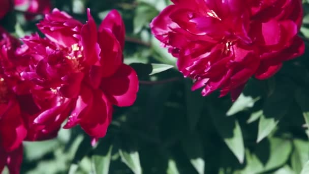 盛开的灌木丛与粉红色的大牡丹花拍摄在阴天在夏天 — 图库视频影像
