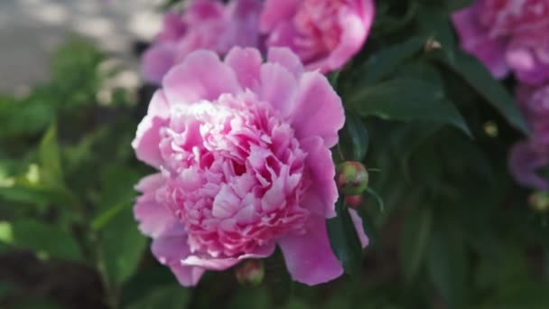 Цветущий Куст Розовыми Большими Пионскими Цветами Летняя Стрельба Облачную Погоду — стоковое видео