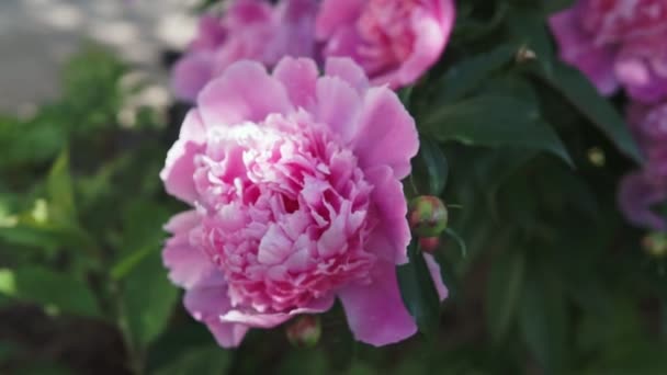 Buisson Fleuri Avec Grandes Fleurs Pivoine Rose Tirant Par Temps — Video