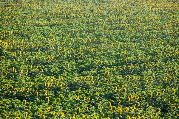 Krajobraz Słonecznikowe pole — Zdjęcie stockowe