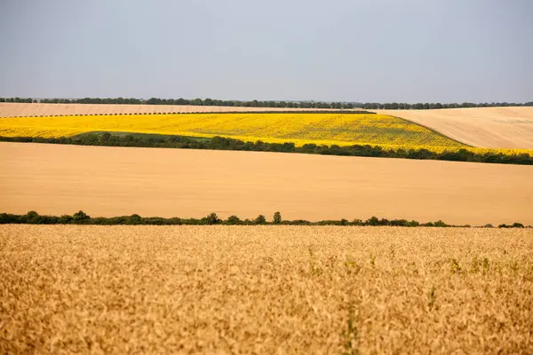 노란 밀밭의 귀를 숙성의 배경 — 스톡 사진