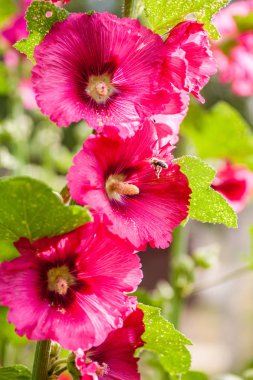 Güneşte güzel büyük Althea çiçekli çalı. Bu güzel çiçekler de Sharon Rose olarak bilinir ve ebegümeci ailesi vardır