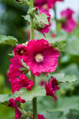 Güneşte güzel büyük Althea çiçekli çalı. Bu güzel çiçekler de Sharon Rose olarak bilinir ve ebegümeci ailesi vardır