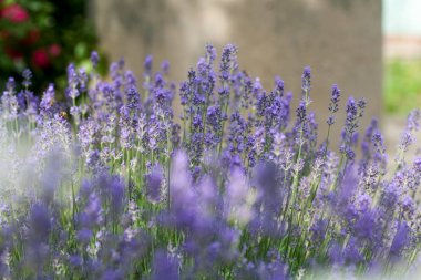 Bir alanda çiçek açan lavanta
