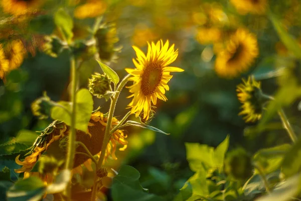 Олія соняшникова поле краєвид — стокове фото