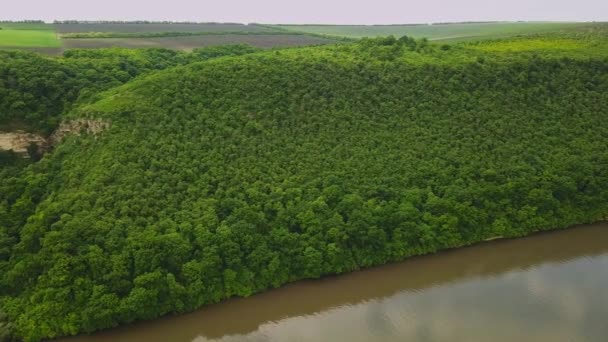 Natureza Rio Vegetação Verde Nas Margens Rio Palhetas Árvores Verdes — Vídeo de Stock