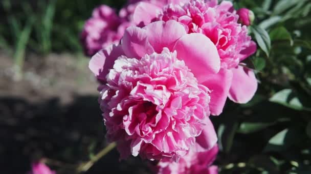 Arbusto Floreciente Con Flores Peonía Grandes Color Rosa Disparando Tiempo — Vídeo de stock