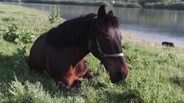 棕色的马躺在夏季牧场上的绿草地上 马在草地上吃草 在绿色牧场上放牧的马 — 图库视频影像