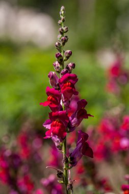 antirhinum bir demet