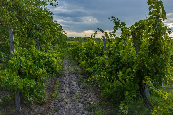 Paisaje de verano con viñedo — Foto de Stock