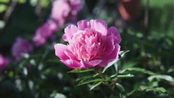 夏の曇りの日に撮影ピンクの大きなピオニーの花と開花茂み — ストック動画