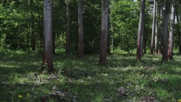 caméra se déplaçant entre les arbres dans la forêt verte / parc public 