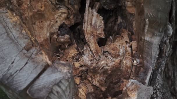 空心的橡树树干 橡树树干的广角拍摄 部分腐烂 — 图库视频影像