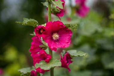 Güneşte güzel büyük Althea çiçekli çalı. Bu güzel çiçekler de Sharon Rose olarak bilinir ve ebegümeci ailesi vardır