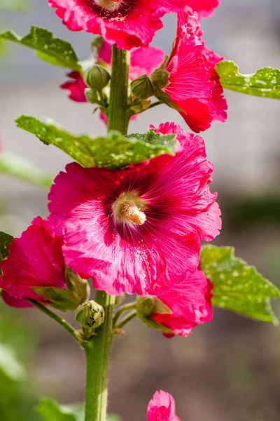 Bella grande Althea arbusto fiorito al sole. Queste bellissime fioriture sono conosciute anche come Rose di Sharon e fanno parte della famiglia degli ibisco. — Foto Stock