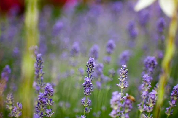 Bloeiende lavendel in een veld — Stockfoto