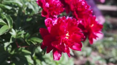 Yaz aylarında bulutlu havalarda çekim pembe büyük şakayık çiçekleri ile çiçek açan bir çalı.