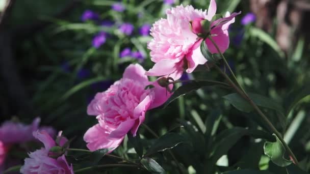 盛开的灌木丛与粉红色的大牡丹花拍摄在阴天在夏天 — 图库视频影像