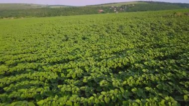 Hava: Küçük genç ayçiçeği alanı üzerinde uçuş. Tarım kültürü, hasat konsepti. Moldova ayçiçeği tohumu ve yağı dünyanın ilk ihracatçısı. Üstte görüntü.