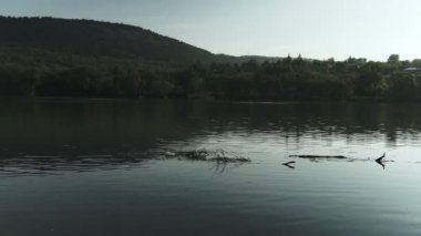 Nehirile yaz manzarası. Dinyester Nehri, Moldova. Steadicam atış.