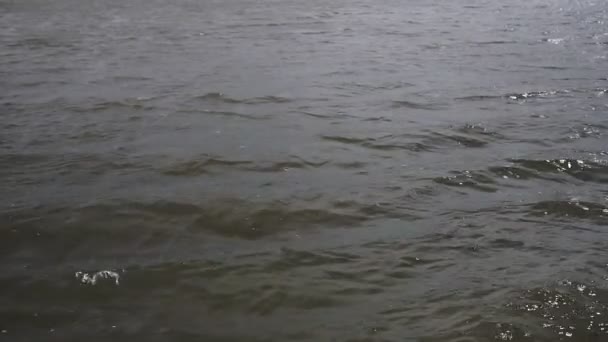 Κύματα Νερού Στο Ποτάμι Λασπωμένα Κύματα Του Ποταμού — Αρχείο Βίντεο
