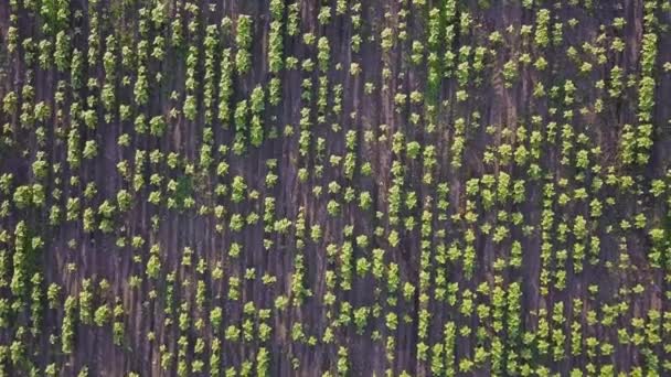 Aerial Vuelo Sobre Pequeño Campo Girasol Joven Agrocultura Concepto Cosecha — Vídeo de stock