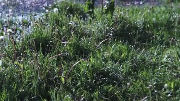 Schöne Flauschige Weiße Löwenzahne Frühlingsfeld Bei Sonnigem Tag — Stockvideo