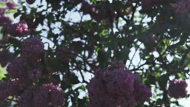 Kwitnąca Gałąź Bzu Kwiatu Krzew Kroplami Wody Liściach Kwiatach Powolny — Wideo stockowe