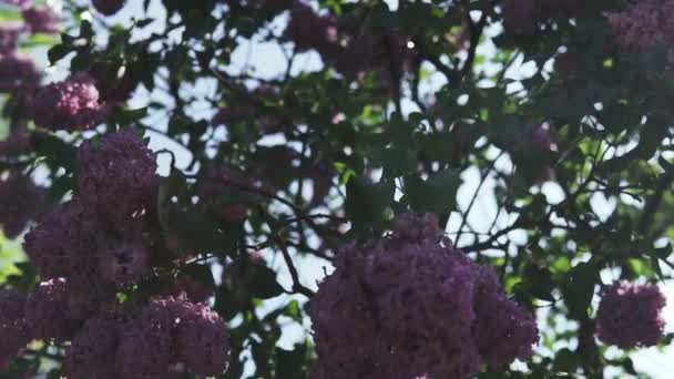 Une Branche Florale Lilas Une Fleur Sur Buisson Avec Des — Video