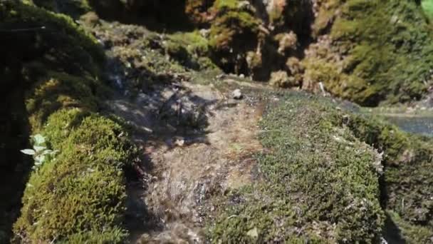 caméra se déplaçant entre les arbres dans la forêt verte / parc public 