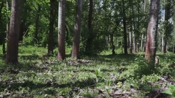 在绿色森林 公共公园的树木之间移动的摄像机 — 图库视频影像