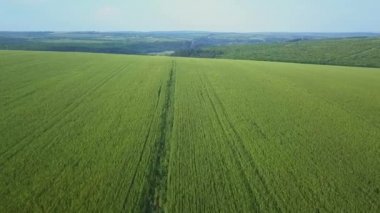 Yaz günü genç buğdaylarla tarlalar üzerinde uçmak