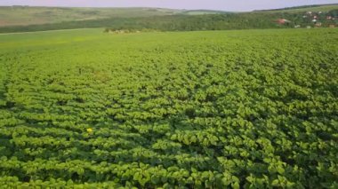 Küçük, genç bir ayçiçeği tarlasının üzerinden uçacağız. Tarım, hasat konsepti. Moldova, dünyanın ilk ay çekirdeği ve petrol ihracatçısı..
