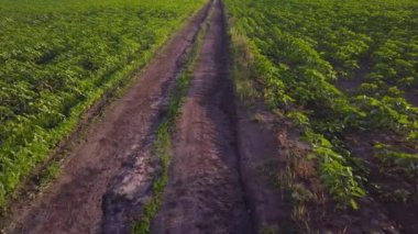 Küçük, genç bir ayçiçeği tarlasının üzerinden uçacağız. Tarım, hasat konsepti. Moldova, dünyanın ilk ay çekirdeği ve petrol ihracatçısı..