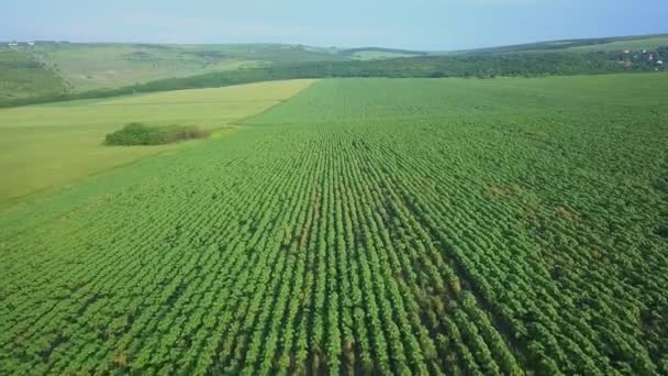 Vol Dessus Des Champs Avec Blé Jeune Dans Journée Été — Video