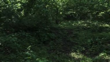 yeşil orman/halk parkında ağaçlar arasında hareketli kamera